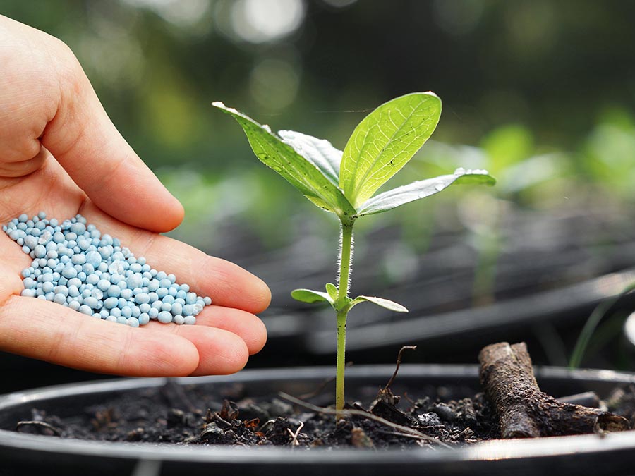 Top Landscaping Guy in MN – From Lawn to Landscape Excellence
